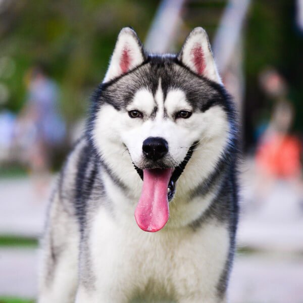 Adiestramiento de husky Adiestramiento de husky